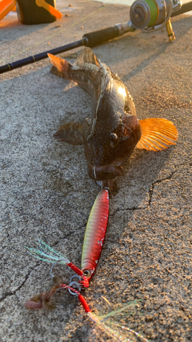 アイナメの釣果