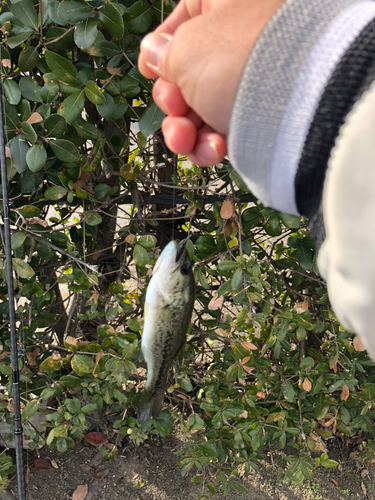 ブラックバスの釣果