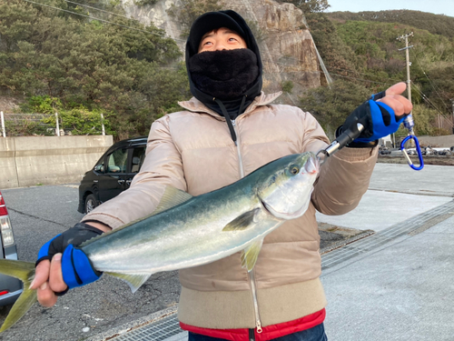 ハマチの釣果