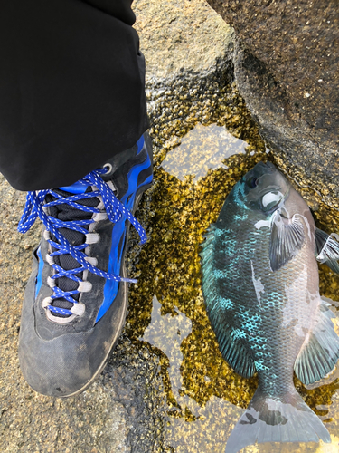 クチブトグレの釣果