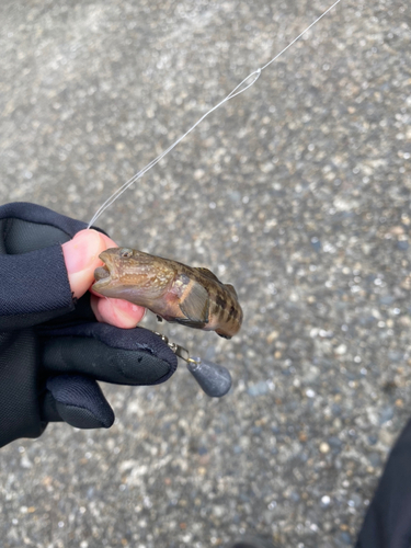 アゴハゼの釣果