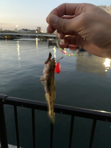 マハゼの釣果