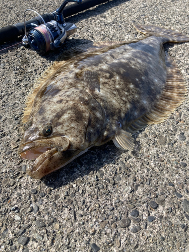 ヒラメの釣果