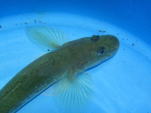 マハゼの釣果