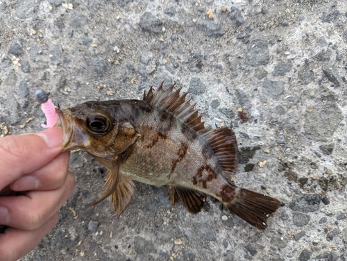 メバルの釣果