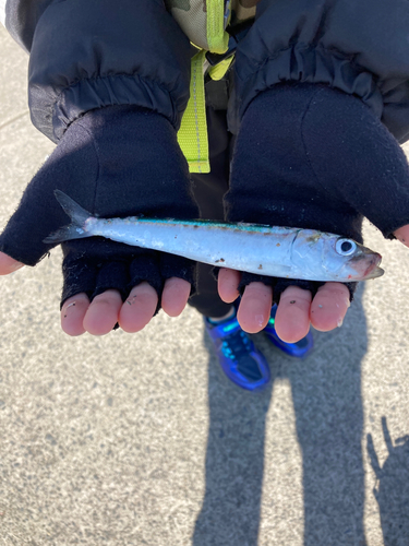 マイワシの釣果