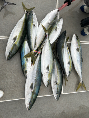 ブリの釣果