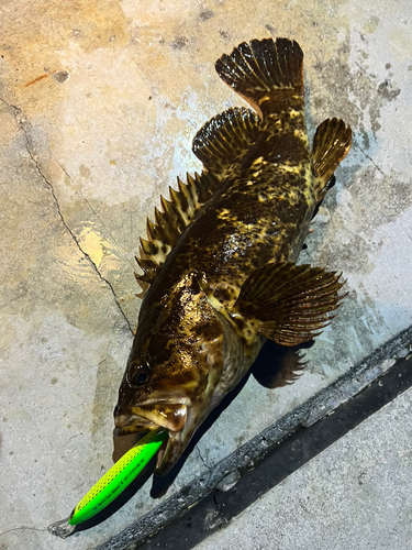 ベッコウゾイの釣果