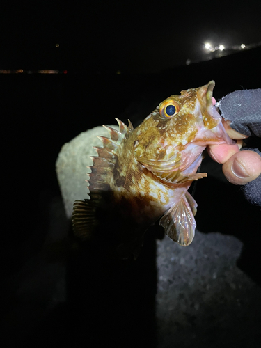 ガシラの釣果