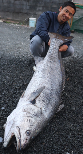 オオニベの釣果