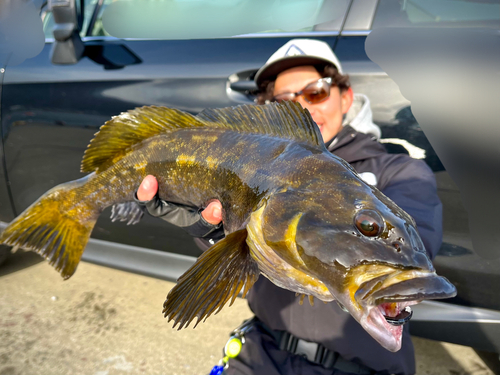 アイナメの釣果