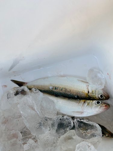 カタボシイワシの釣果