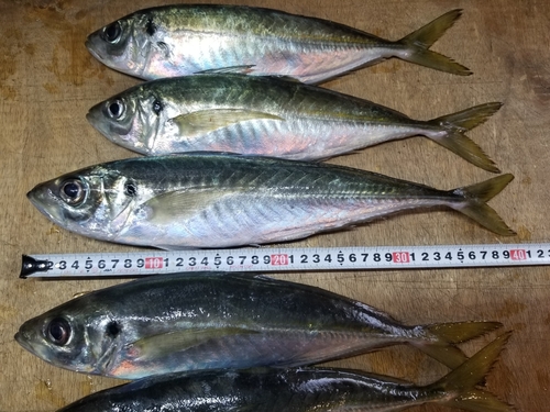 アジの釣果