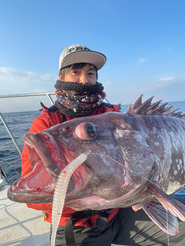 マハタの釣果