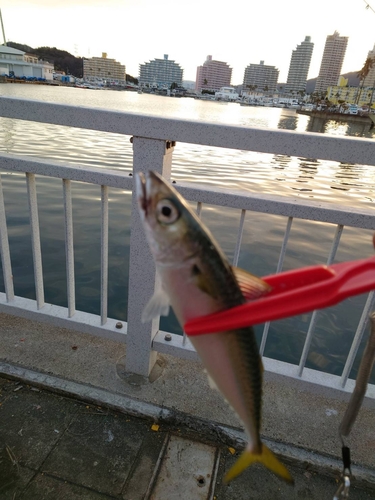 サバの釣果