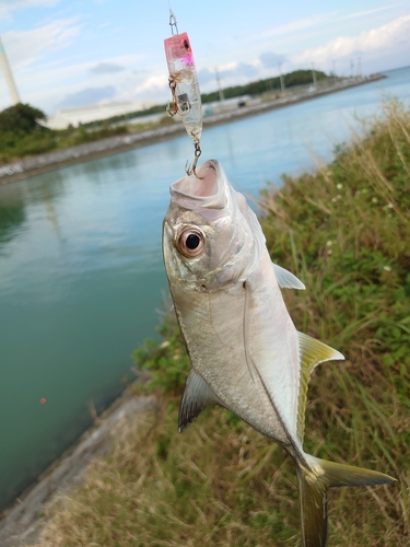 メッキの釣果