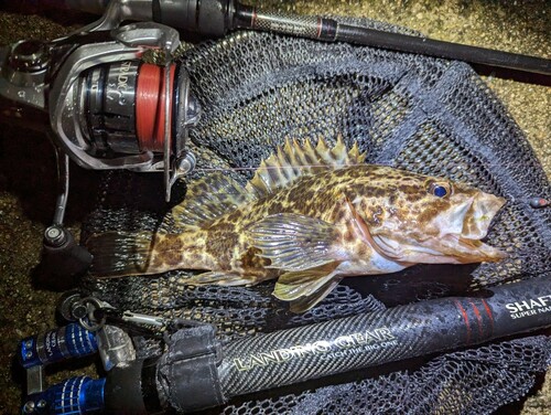 タケノコメバルの釣果