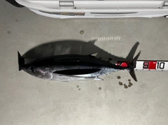 ビンチョウマグロの釣果