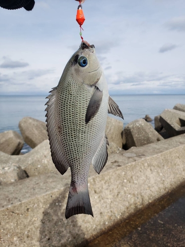 メジナの釣果