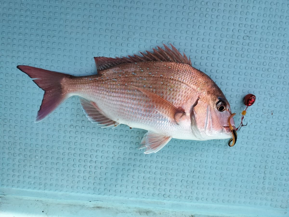 ドS東京湾鯛ラバ備忘録さんの釣果 2枚目の画像