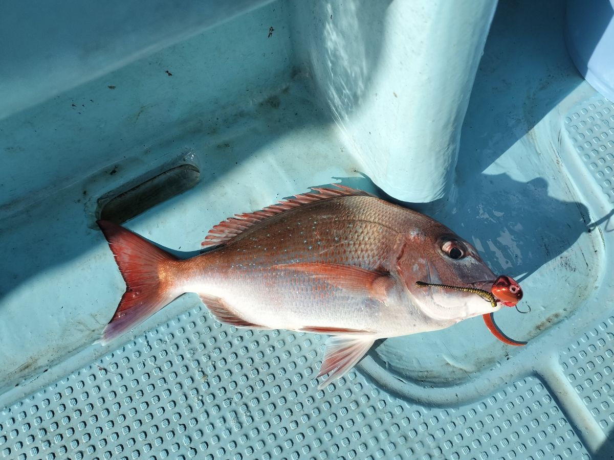 ドS東京湾鯛ラバ備忘録さんの釣果 3枚目の画像