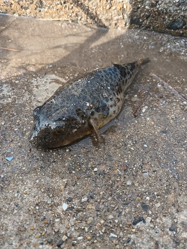 クサフグの釣果