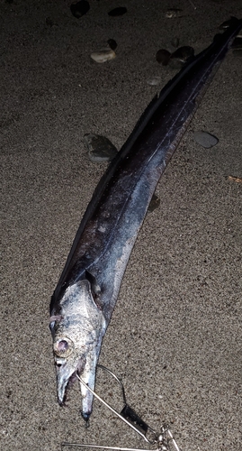 タチウオの釣果