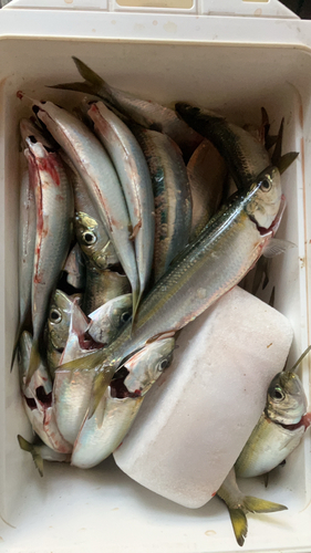 カタボシイワシの釣果