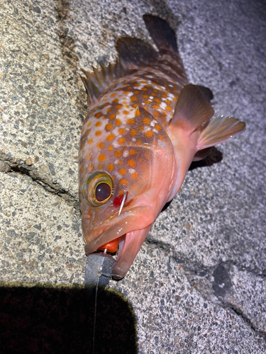 アコウの釣果