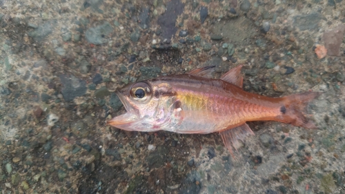 ネンブツダイの釣果