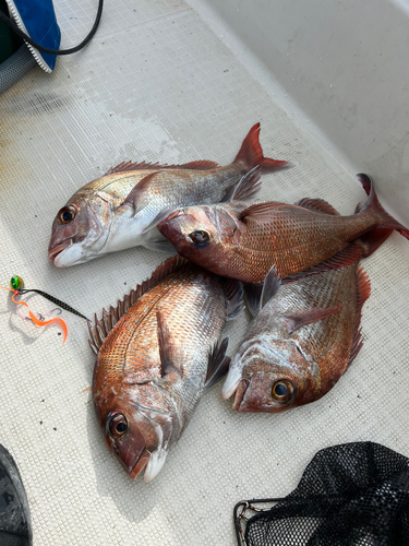 マダイの釣果