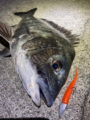 チヌの釣果