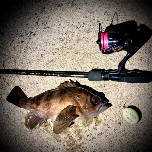 シロメバルの釣果