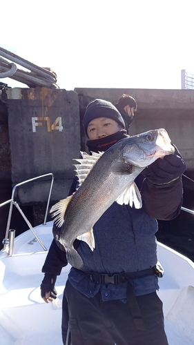 セイゴ（マルスズキ）の釣果