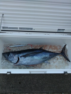 ビンチョウマグロの釣果