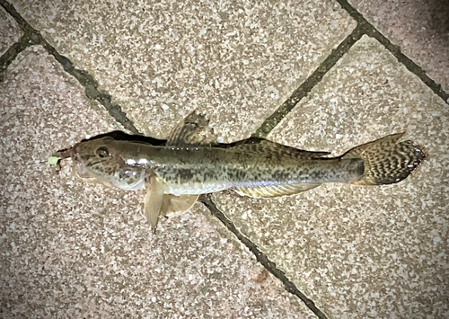 マハゼの釣果