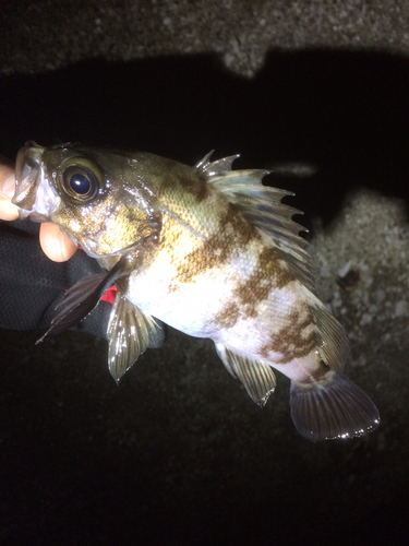 メバルの釣果