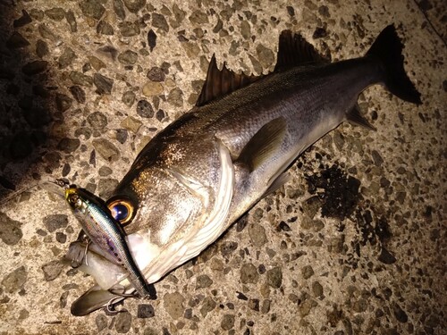 シーバスの釣果