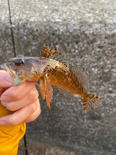 アナハゼの釣果