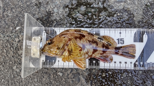 カサゴの釣果