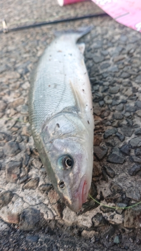 ウグイの釣果