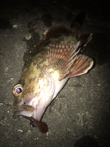 カサゴの釣果