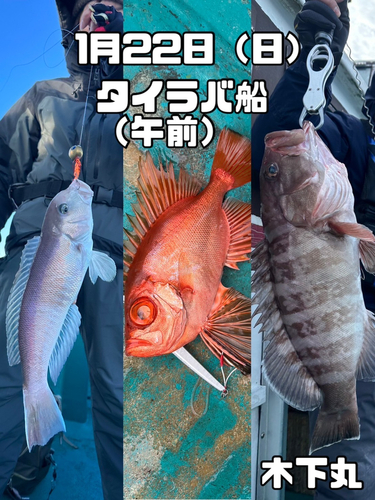 マハタの釣果