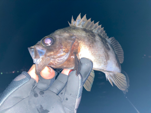 メバルの釣果