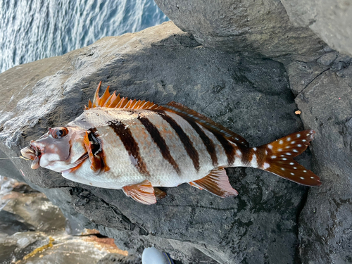 タカノハダイの釣果