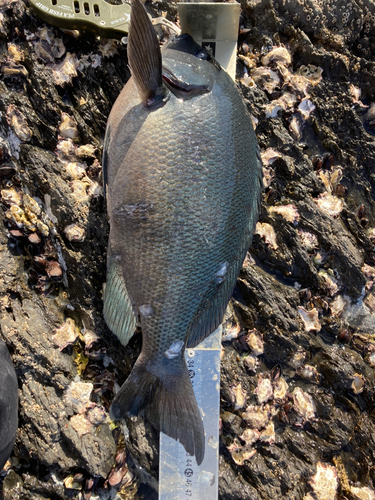 クチブトグレの釣果