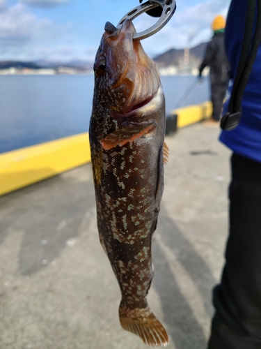 アイナメの釣果