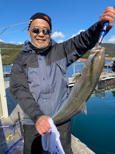 カンパチの釣果