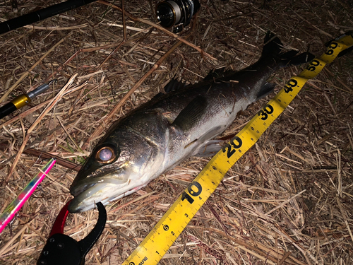 シーバスの釣果