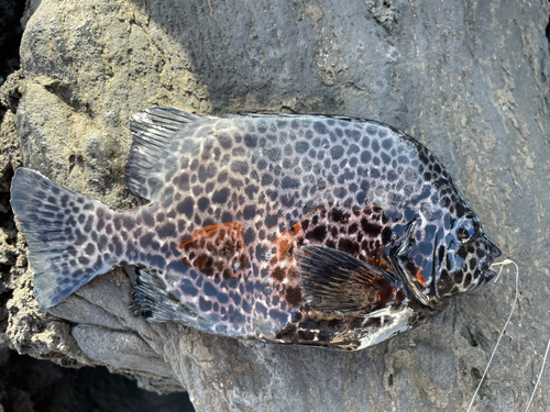 イシガキダイの釣果